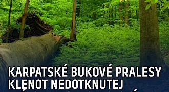 Karpatské bukové pralesy: Klenot nedotknutej prírody v srdci Polonín