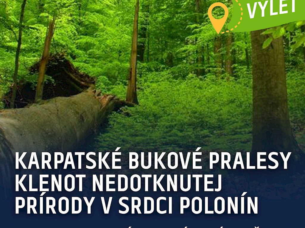 Fotogaléria k článku "Karpatské bukové pralesy: Klenot nedotknutej prírody v srdci Polonín"